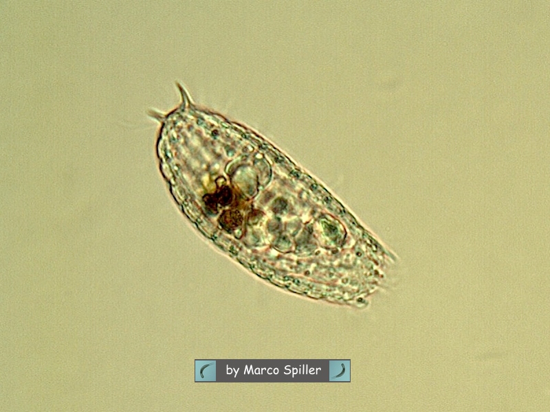 Coleps hyrtus, ciliato a nuoto alternato